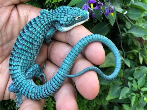 The endangered Mexican Alligator Lizard : pics