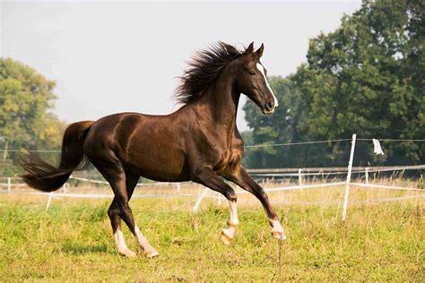 13 Gaited Horse Breeds [That Are a Joy to Ride] - Equineigh