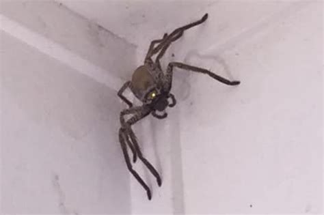 Giant huntsman spider takes up residence inside woman's home