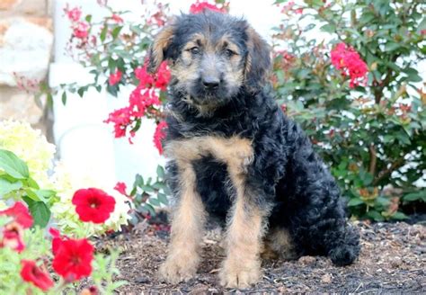 German Shepherd Poodle Mix | FULL BREED GUIDE | German shepherd poodle ...