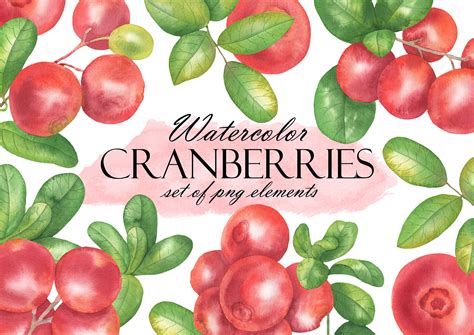 Watercolor Cranberry Clipart, Forest Lingonberry, Cranberries Branches, Summer Fresh Berries and ...