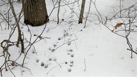 Identifying Raccoon Tracks In Snow: Winter Trail Behavior