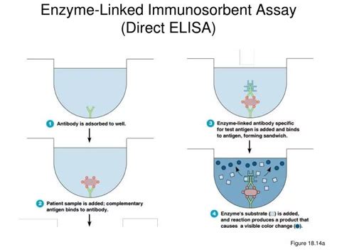 PPT - Enzyme-Linked Immunosorbent Assay (Direct ELISA) PowerPoint Presentation - ID:6156142