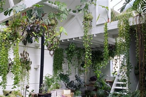 10 of the best indoor hanging plants to help transform your home - RUSSH