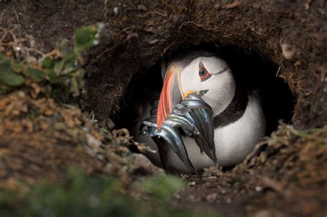 The Puffin Burrow - Francis J Taylor Photography