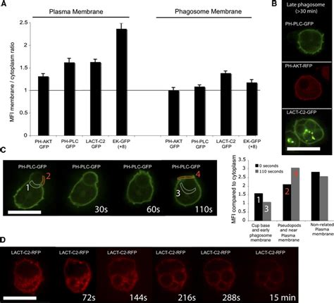 Phospholipid metabolism at the phagosome membrane decreases the surface... | Download Scientific ...