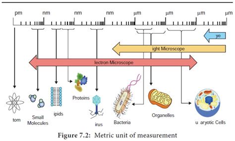 Size, Shape and Arrangement of Bacteria