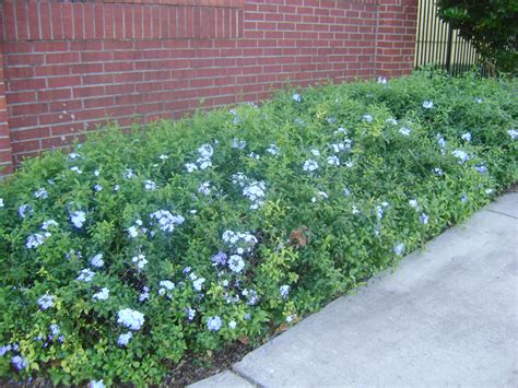 Buy Plumbago in Orlando, Florida, Lake Mary, Kissimmee, Sanford