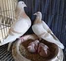 Pigeon Breeding Tips | All About Pigeons