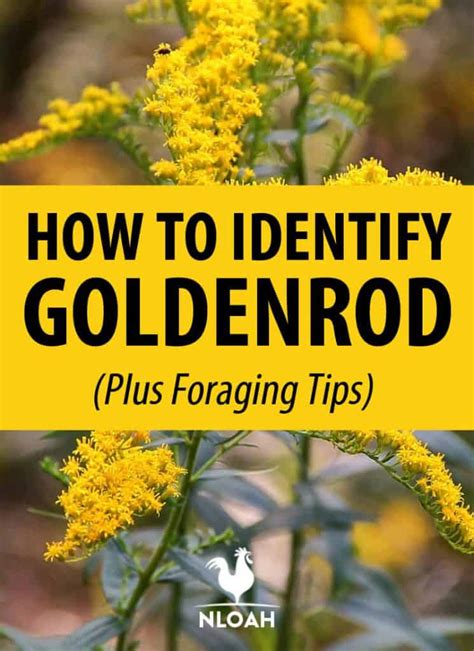 How to Identify Goldenrod (Plus Look-Alikes)