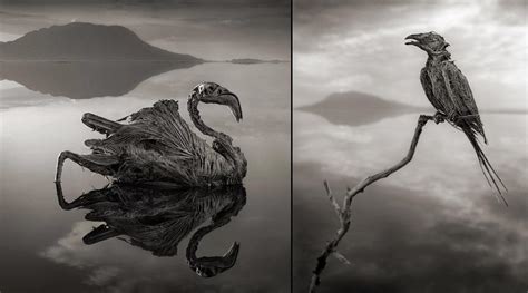 Deadly Lake Natron in Tanzania turns animals into calcified statues : r ...