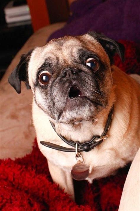 12 Realities New Pug Owners Must Accept