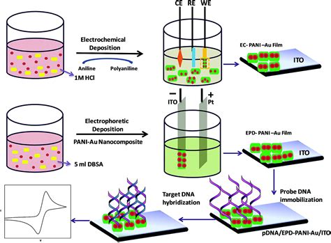 One-pot synthesis of a polyaniline–gold nanocomposite and its enhanced ...