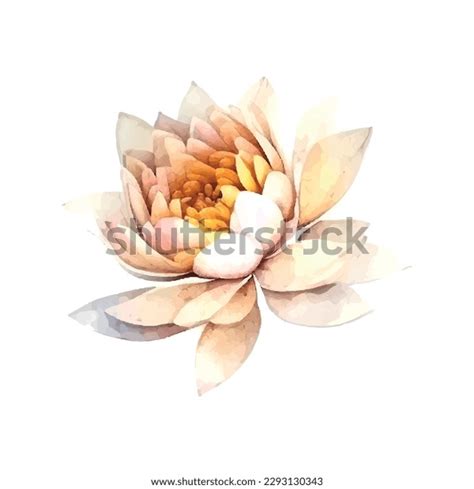 Watercolor White Lotus Flower Vector Illustrationisolated Stock Vector ...