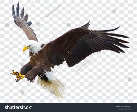 Bald Eagle Flying Swoop Attack Hand Stock Vector (Royalty Free ...