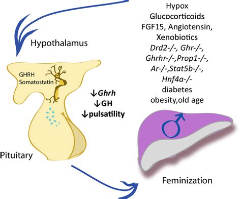 Effects of gene mutations, chemicals, physiological and pathological ...