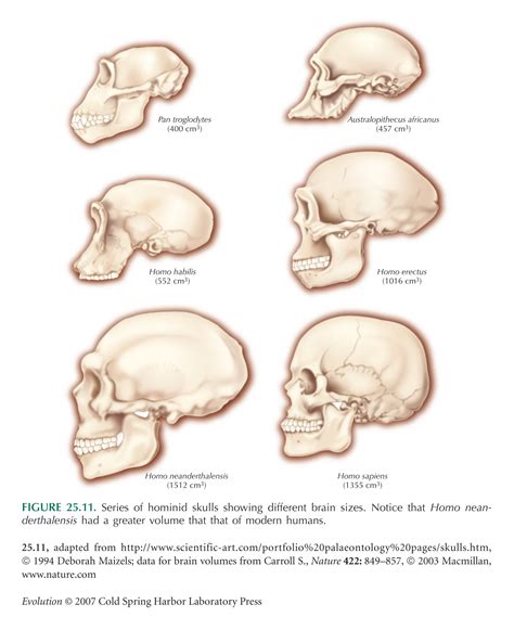 Evolution Chapter 25 Discussion Questions