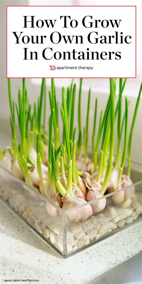 Learn How to Grow Garlic in Pots and You Might Never Have to Buy the Store Stuff Again | Growing ...