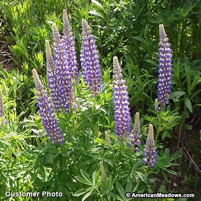 Gallery Blue Lupine | American meadows, Perennials, Bulb flowers