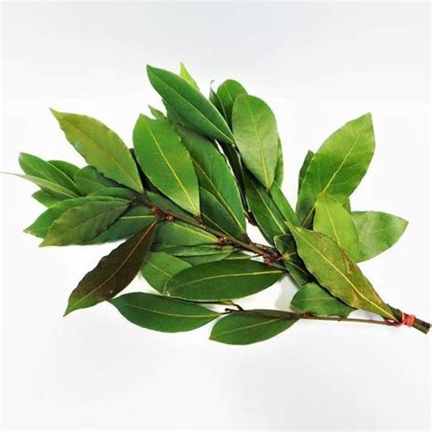 Herb Bay Leaves Bunch : PARISI Wholesale