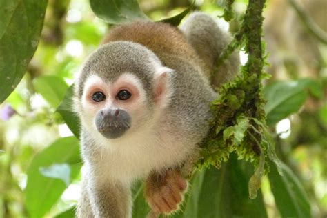 Fotos gratis : animal, fauna silvestre, selva, mamífero, primate, mono ardilla, gibón ...