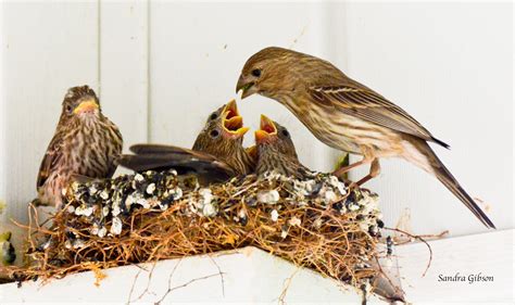 Female House Finch Feeding - Birds and Blooms