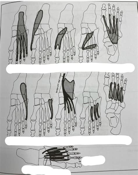 foot muscles Diagram | Quizlet