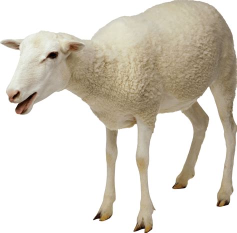 White Sheep transparent PNG - StickPNG