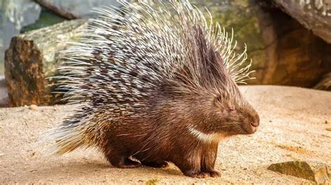 145 Porcupine Names (Cute & Good Male And Female Ideas)