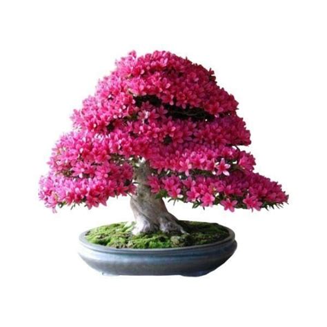 Bonsaï Tabebuia Rosea | Bonsai, Bonsai garden, Water plants