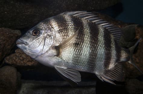 Know What's On the Line: Sheepshead | Coastal Review