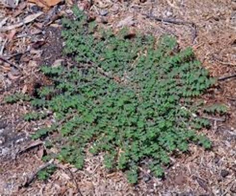 Spurge Weed Identification Chart