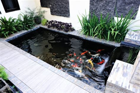 14 Best Algae Eating Fish for your Pond • (Care Tips)