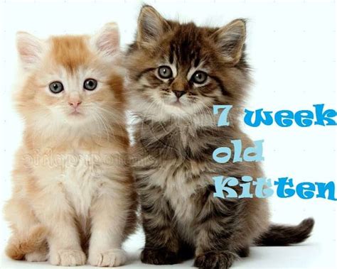 7-Week Old Kitten Care Tips | Kitten care, Training a kitten, Newborn kittens