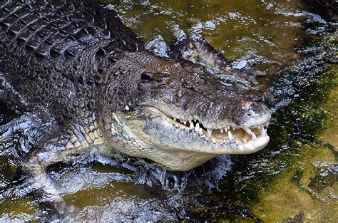 Crocodile attacks Australia teen dared to swim river at Innisfail - CBS ...