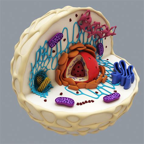 3d model cell 3d Animal Cell Project, 3d Animal Cell Model, 3d Cell Model, Cell Model Project ...