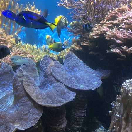 Waikiki Aquarium (Honolulu) - 2018 All You Need to Know Before You Go ...