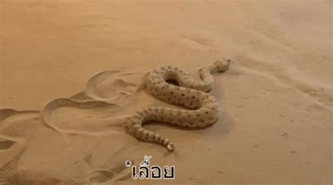 Slithering Snake GIFs | Tenor