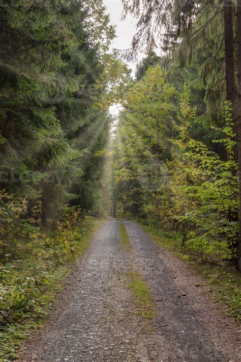 forest path with sunlight 10508553 Stock Photo at Vecteezy