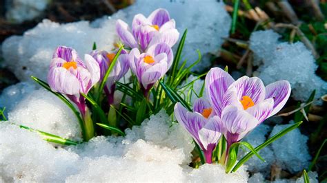 Winter To Spring Wallpapers - Wallpaper Cave