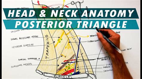 The Posterior Triangle of the Neck - Boundaries & Content - Head & Neck Anatomy - YouTube