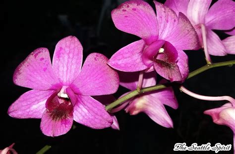 Cooktown Orchid, Anggrek Larat (Dendrobium phalaenopsis)