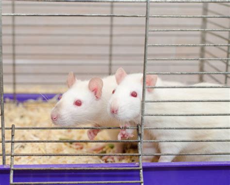 Laboratory Rat Stock Photos, Pictures & Royalty-Free Images - iStock