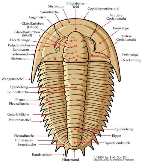 Trilobite Morphology (German)