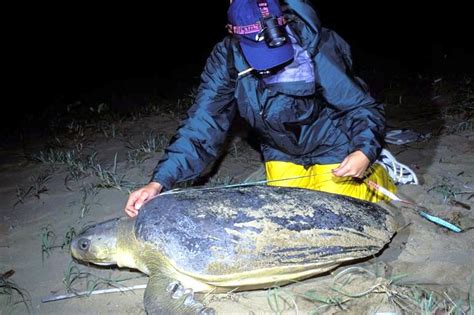 Flatback Sea Turtle – "OCEAN TREASURES" Memorial Library