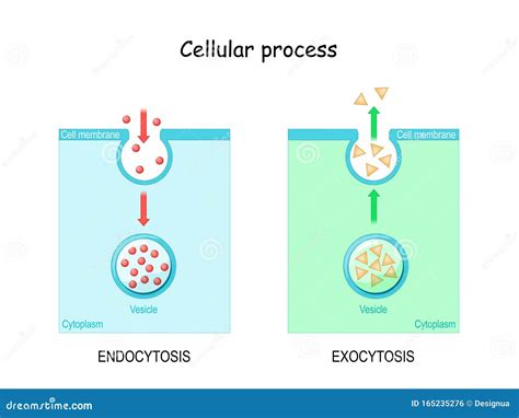 Difference between Exocytosis and Endocytosis Stock Vector - Illustration of microscopic ...