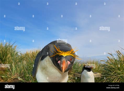 Macaroni Penguin (Eudyptes chrysolophus) pair in tussock grass, Cooper Bay, South Georgia ...