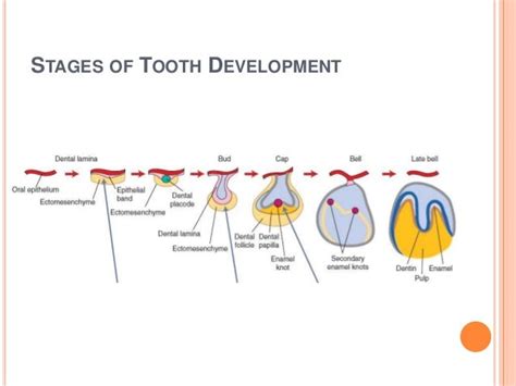 Stages Of Tooth Development - cloudshareinfo