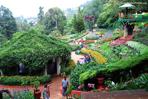 Ooty Flower Show 2017 Photos