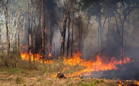 Major Causes of Bushfires, Global Impact & Much More | Zameen Blog